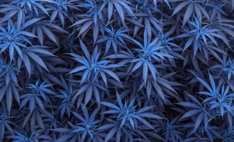 Legalization of Cannabis in Thailand