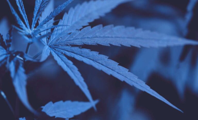 “HIGH” Standards in Thailand; Regulations to Unlock Cannabis Industry